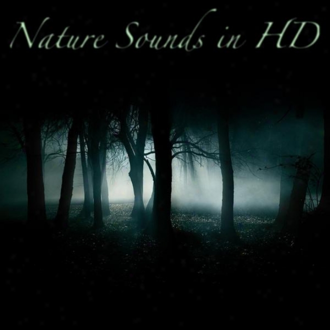 Sounds Of Nature Hypnotizing Forest- Wolves, Crickets, Owls And Singing Birds
