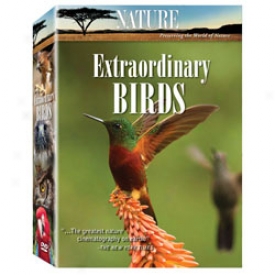 Extraordinary Birds Dvd