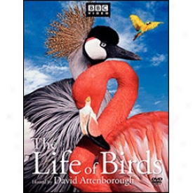 Life Of Birds Dvd