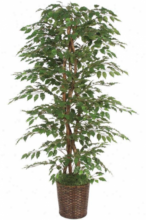 "78""h Ficus Bush - 78""hx36""d, Green"