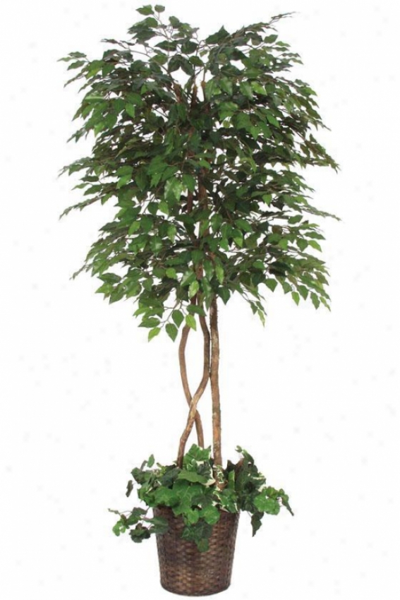 "78""h Ficus Tree Underplanted - 78""hx36""d, Green"