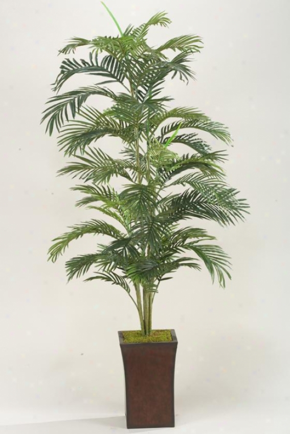 Areca Token of victory In Flared Planter - 6.5'h, Green