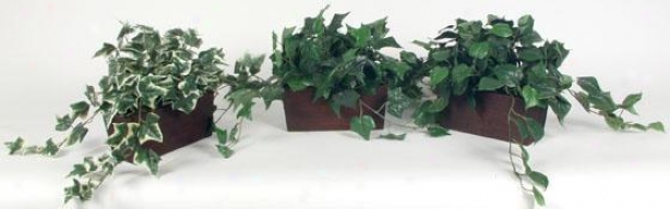 Assorted Foliage In Wooden Planters - Set Of 3 - Set Of 3, Green