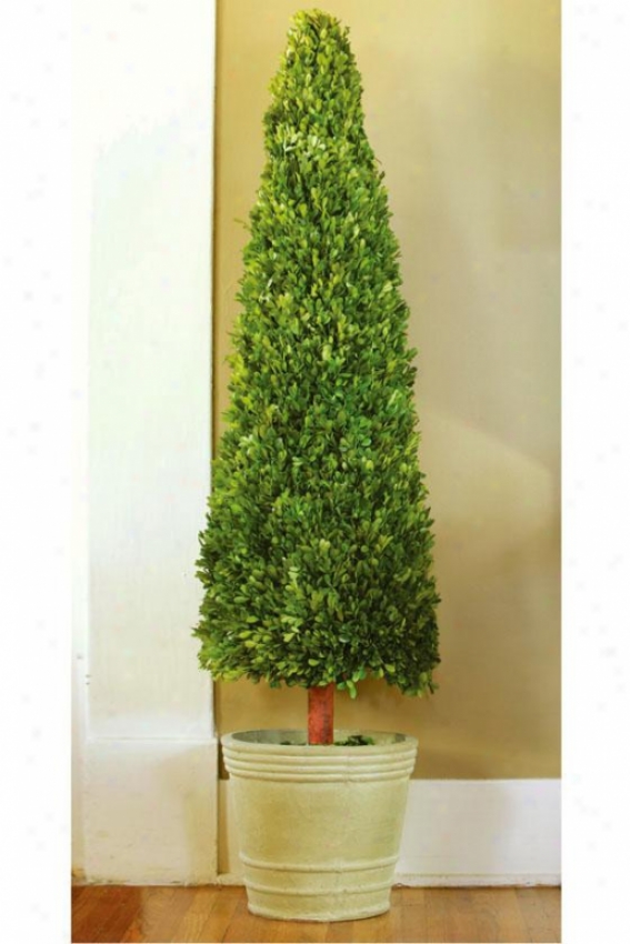 Boxwood Cone - 5 Ft, Unseasoned