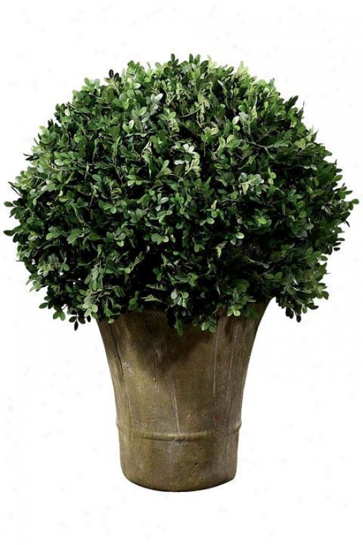 "boxeood Foliage Topiary In the opinion of Round Ceramic-like Base - Single 30""h, Rnd Ceramic-lk"