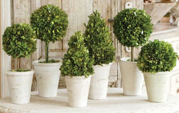 Boxwood Topiaary - Set Of 6 - Set Of 6 Assrtd, Green