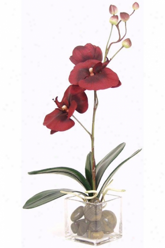 "burgundy Orchid Floral Arrangemdnt - 1"5"hx12""d, Red"