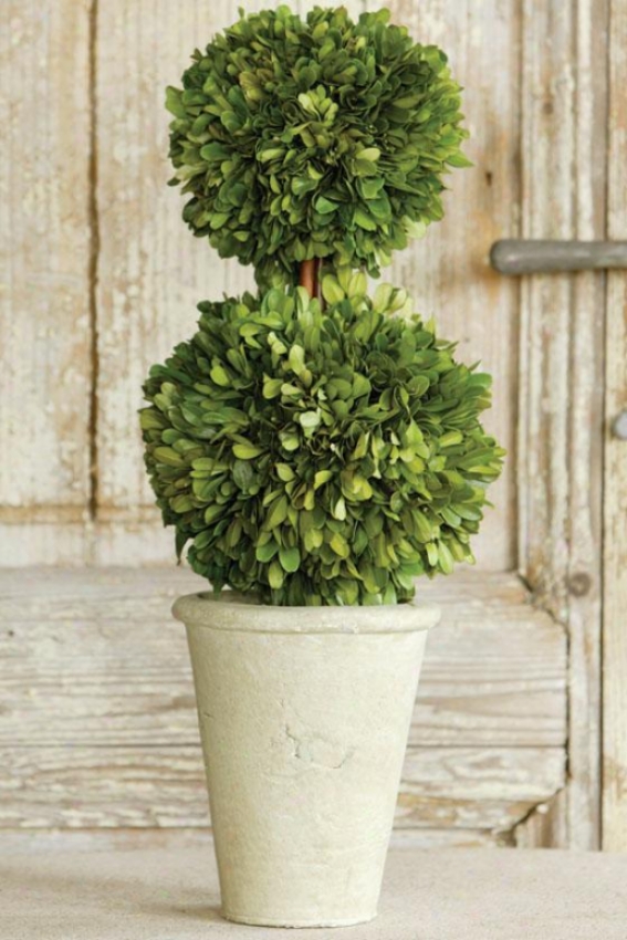 "double Dance Boxwoid Topiary - 18""h, Green"