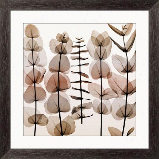 "eucalyptus Ii Framed Wall Art - 33""hx33""w, Esprso Cube Frm"