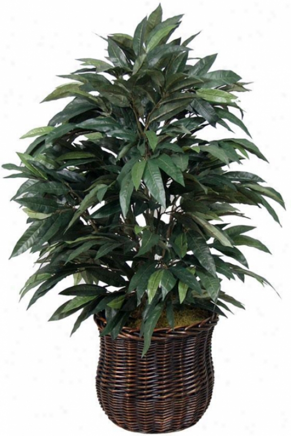 "expo Mango Bush - 36""h, Green"