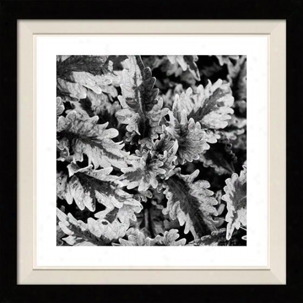 "fern Framed Wall Art - 30""hx30""w, Floated Black"