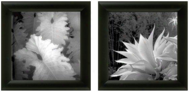 Floral Exotica Framed Wall Art - Set Of 2 - Set Of Pair, Black