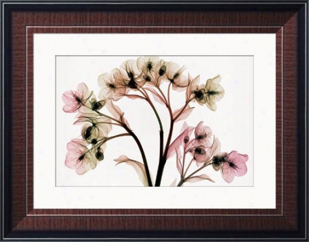 "hellebore Ii Framed Wall Art - 28""hx36""w, Trdntl Mhgny Fm"