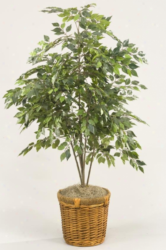 Mini Ficus Bush In Baskdt - 4'h, Green