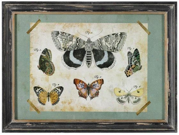 "moth Study Framed Art - 11.5""hx15.5""w, Blue"