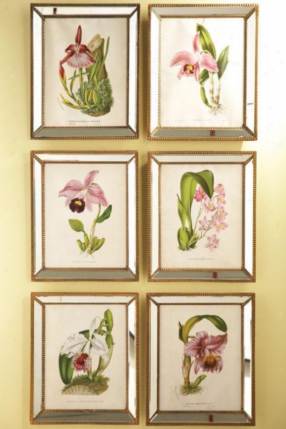 Orchidees Orchid Wall Creation of beauty - Set Of 6 - Set Of 6, Free from encumbrances 