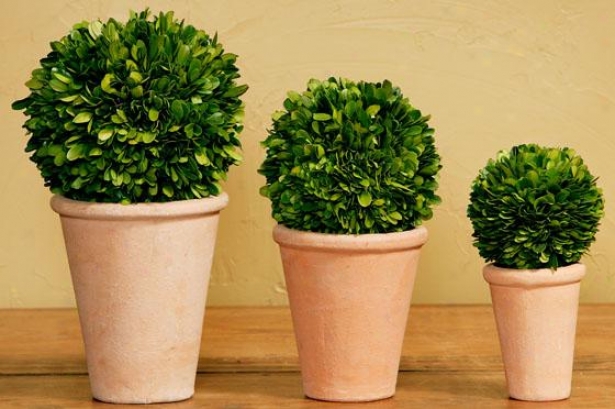 Potted Boxwood Balls - Prescribe Of 3 - Set Of Three, Green