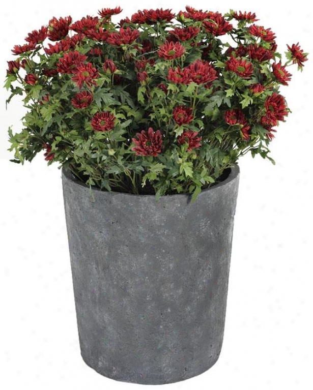 "potted Mini Chrysanthemum - 25""h, Red"