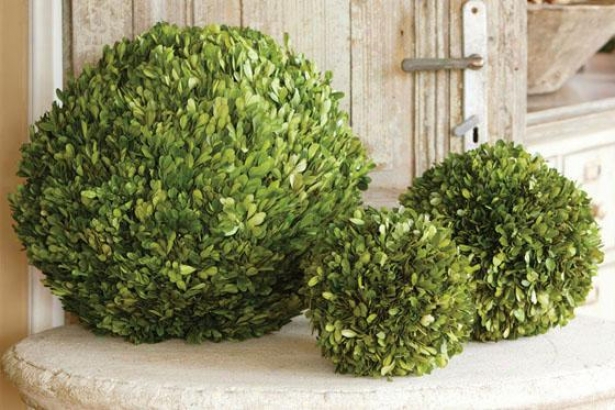 "preserved Boxwood Ball - 16"" Distance through the centre, Green"