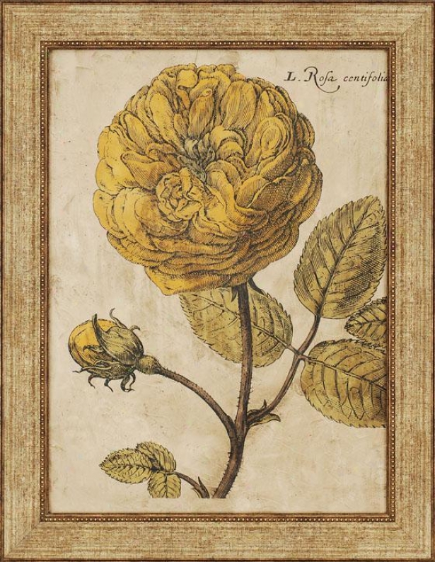 Rose Fresco - I, Yellow