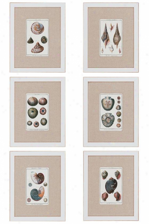 Sea Shells Wall Art - Set Of 6 - Set Of 6, White