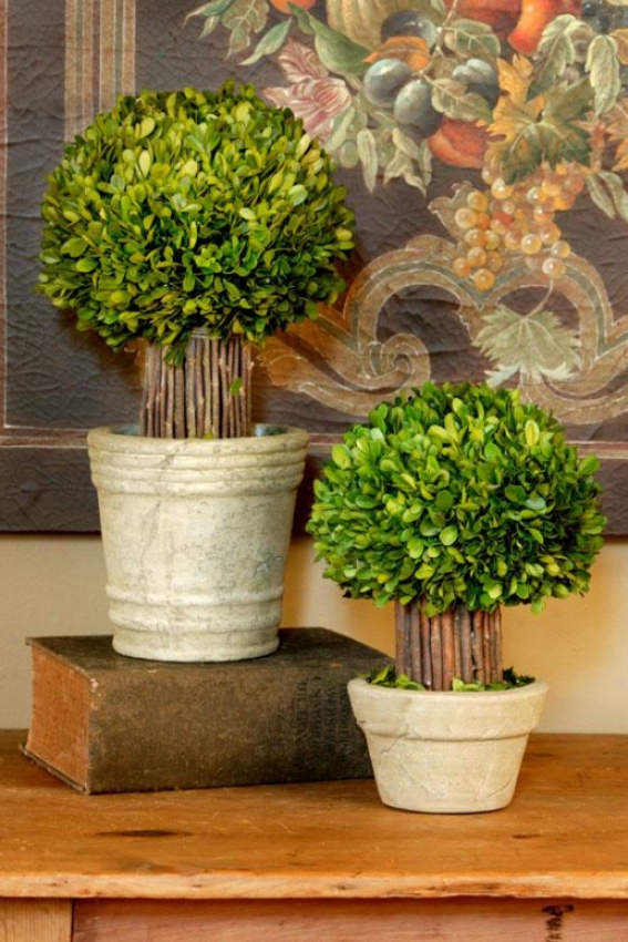 "smwll Hedged Boxwood Topiary - 12""h, Green"