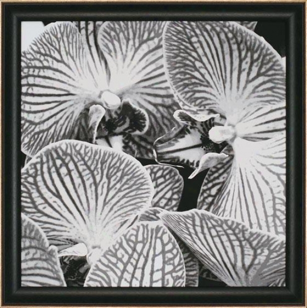 "striped Orchid Wall Art - 35""squarex2""d, Black And White"