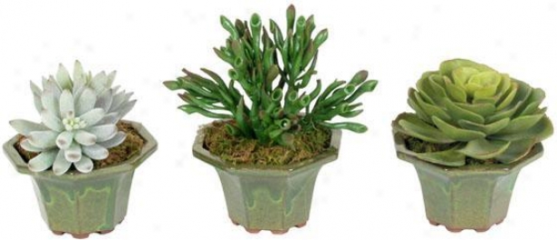 Succulents In Ceramic Planters - Set Of 3 - Set Of 3, Green