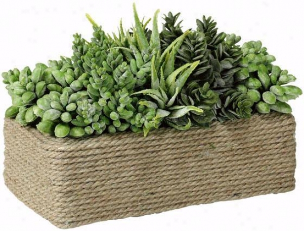 "succulents In Rectangular Coiled Rope Pot - 7.5""hx5.5""w, Green"