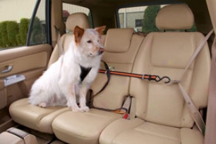 Kurgo Auto Zip Line - Kurgo Dog Seat Belt Harness